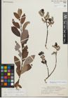 Foto von Salix myrsinifolia Salisb. x Salix phylicifolia L.